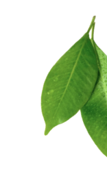 plistingelem2