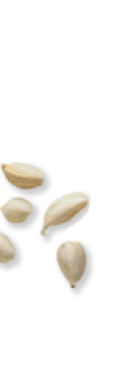 plistingelem5